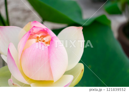 ハスの花、左寄り 121839552