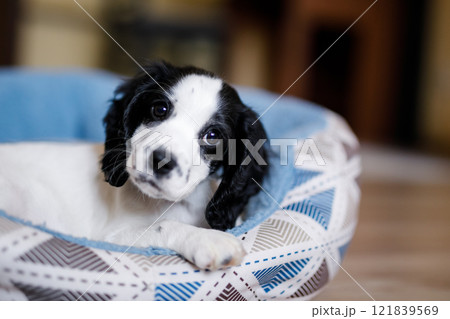 A young white spaniel puppy with black ears and spots is comfortably lying on its blue fluffy mat A young white spaniel puppy with black ears and spots is comfortably lying on its blue fluffy mat 121839569