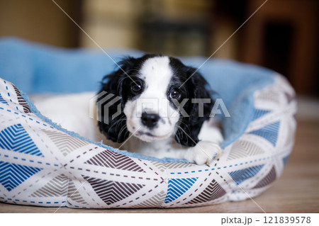A young white spaniel puppy with black ears and spots is comfortably lying on its blue fluffy mat A young white spaniel puppy with black ears and spots is comfortably lying on its blue fluffy mat 121839578