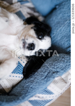 A month-old white spaniel puppy with dark ears and markings is perched on a plush blue carpet A month-old white spaniel puppy with dark ears and markings is perched on a plush blue carpet 121839606