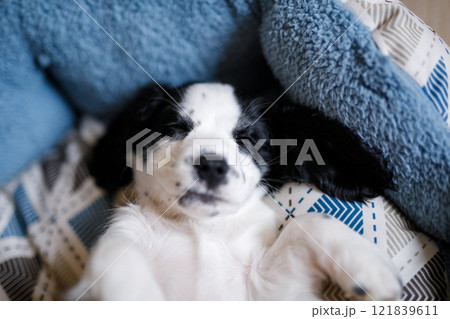 A month-old white spaniel puppy with dark ears and markings is perched on a plush blue carpet 121839611