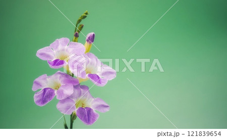 Purple Flowers Against Green Background - Perfect for Nature-Themed Designs, Greeting Cards, and Posters 121839654