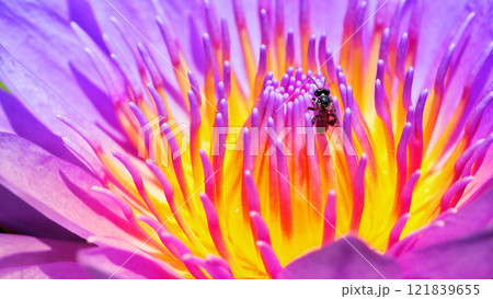 Macro Shot of Bee on Vibrant Lotus Stamen - Ideal for Nature-Themed Designs, Educational Materials, and Posters 121839655