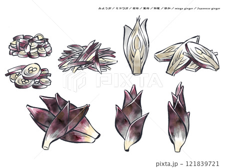 背景が白い落ち着いた色合いのみょうが,ミョウガ,茗荷の墨彩画 121839721