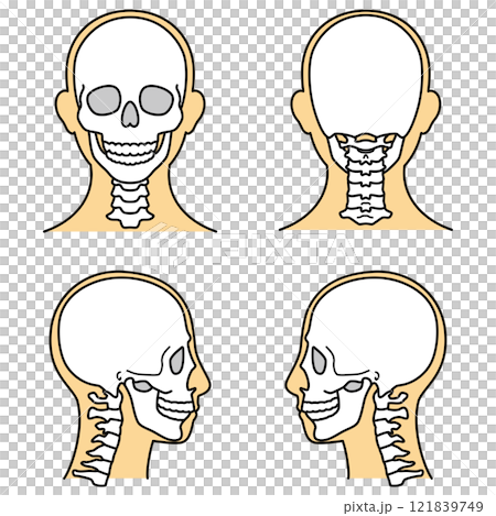 頭骨前、後、左、右顏色 121839749