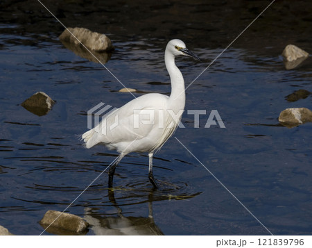 小魚を探して川の中を歩くコサギ 121839796