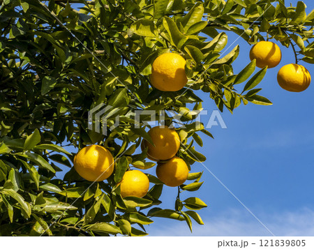 ダイダイの実 121839805