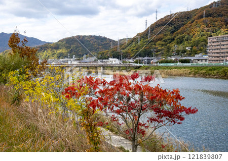 川の土手に生えている紅葉したハゼノキと秋の風景 121839807