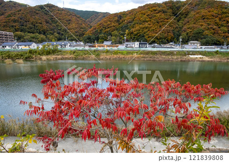 川の土手に生えている紅葉したハゼノキと秋の風景 121839808