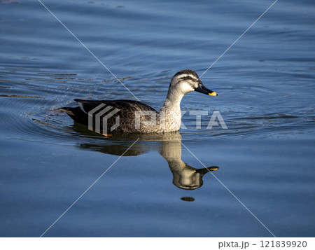 川に居るカルガモ 121839920