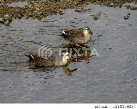 川に居るカルガモ 121839922