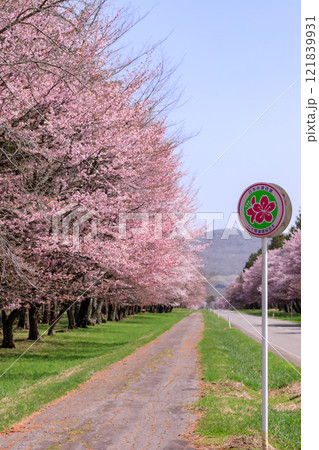 北海道新ひだか町、さくら名所100選に選ばれた二十間道路の桜並木【4月】 121839931