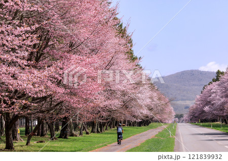 北海道新ひだか町、さくら名所100選に選ばれた二十間道路の桜並木【4月】 北海道新ひだか町、さくら名所100選に選ばれた二十間道路の桜並木【4月】 121839932