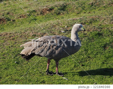 冬のフィリップ島 Sunset Lookout 付近の野鳥 Australia Victoria 冬のフィリップ島 Sunset Lookout 付近の野鳥 Australia Victoria 121840160