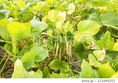 Close-up of adzuki pods growing in the farmland of Wandan, Pingtung, Taiwan. Close-up of adzuki pods growing in the farmland of Wandan, Pingtung, Taiwan. 121840201