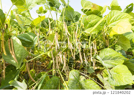 Close-up of adzuki pods growing in the farmland of Wandan, Pingtung, Taiwan. Close-up of adzuki pods growing in the farmland of Wandan, Pingtung, Taiwan. 121840202