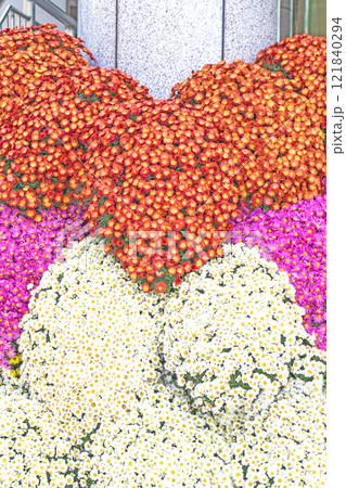 家の周りの草花　四季の色々　秋の爽やか青空　穏やかな香り　美しく耀く菊の花々 121840294