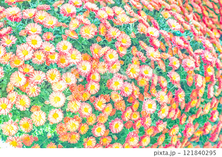 家の周りの草花 四季の色々 秋の爽やか青空 穏やかな香り 美しく耀く菊の花々 家の周りの草花 四季の色々 秋の爽やか青空 穏やかな香り 美しく耀く菊の花々 121840295