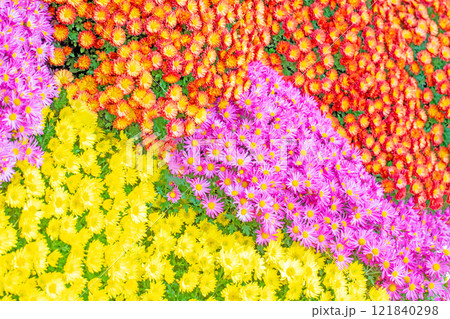 家の周りの草花　四季の色々　秋の爽やか青空　穏やかな香り　美しく耀く菊の花々 121840298