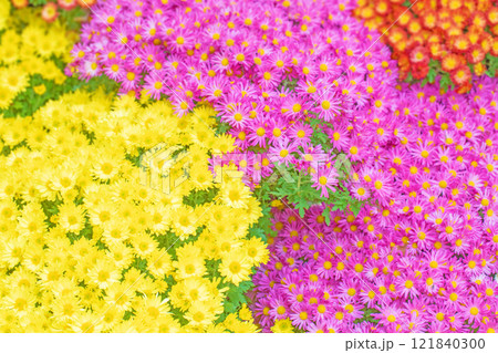 家の周りの草花 四季の色々 秋の爽やか青空 穏やかな香り 美しく耀く菊の花々 家の周りの草花 四季の色々 秋の爽やか青空 穏やかな香り 美しく耀く菊の花々 121840300