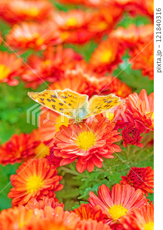 家の周りの草花 四季の色々 秋の爽やか青空 穏やかな香り 美しく耀く菊の花々 家の周りの草花 四季の色々 秋の爽やか青空 穏やかな香り 美しく耀く菊の花々 121840316