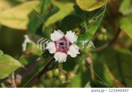 ヘクソカズラの花 ヘクソカズラの花 121840487