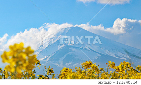 菜の花畑越しに見える雪を被った富士山 121840514