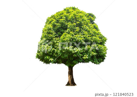 Isolated (Burma padauk) Pterocarpus macrocarpus trees on white background. tropical trees isolated used for design, advertising and architecture. 121840523