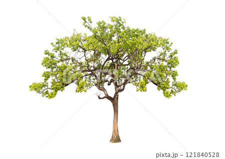 Isolated (Burma padauk) Pterocarpus macrocarpus trees on white background. tropical trees isolated used for design, advertising and architecture. 121840528