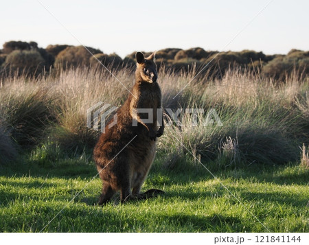 冬のフィリップ島のワラビー　Australia　Victoria 121841144