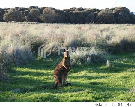 冬のフィリップ島のワラビー　Australia　Victoria 121841145