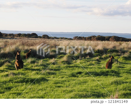 冬のフィリップ島のワラビー　Australia　Victoria 121841149