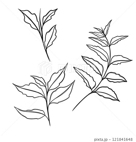leaf pant line art. Minimalistic line drawing. leaf line art. Botanical drawing illustration by hand. 121841648
