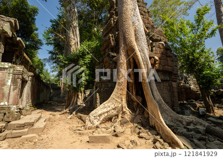 カンボジア　アンコール遺跡群　タ・プローム遺跡 121841929