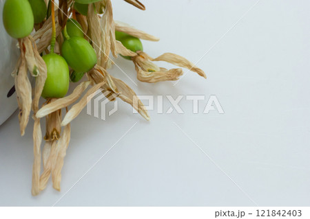Dried plant with green pods and yellowish leaves displayed on a white surface in natural light Dried plant with green pods and yellowish leaves displayed on a white surface in natural light 121842403