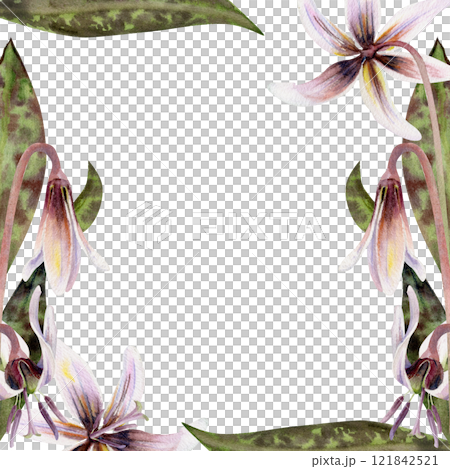 Spring flower, erythronium fawn trout lily buds with stem, spotted green leaves, isolated botanical illustration hand drawn in watercolor. Border frame for wedding bouquet, florist shop, stationery. 121842521