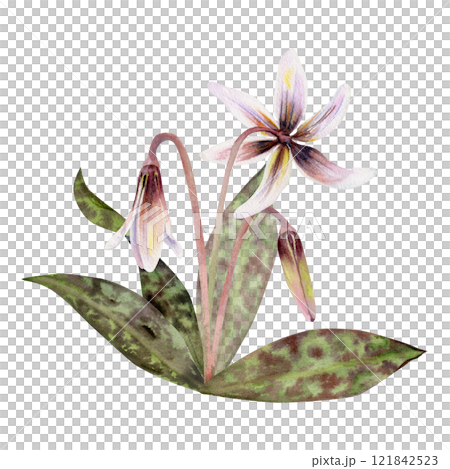 Spring flower, white erythronium fawn trout lily with stem and spotted green leaves, isolated botanical illustration hand drawn in watercolor. Composition, wedding bouquet, florist shop, stationery. Spring flower, white erythronium fawn trout lily with stem and spotted green leaves, isolated botanical illustration hand drawn in watercolor. Composition, wedding bouquet, florist shop, stationery. 121842523