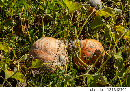 Garden patch features ripe pumpkins nestled among lush green vines and foliage during autumn season 121842562