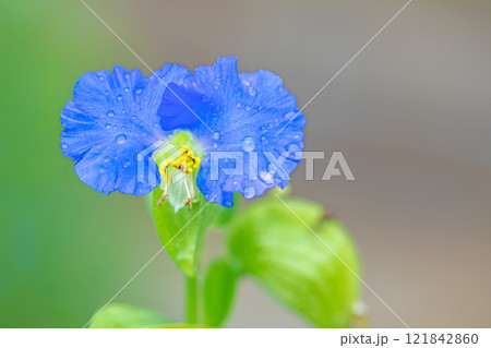 家の周りの草花　四季の色々　梅雨空を彩どるアオバナ　美しく可憐なツユクサ 121842860