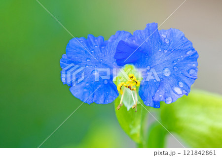 家の周りの草花　四季の色々　梅雨空を彩どるアオバナ　美しく可憐なツユクサ 121842861