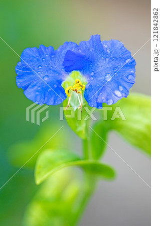 家の周りの草花 四季の色々 梅雨空を彩どるアオバナ 美しく可憐なツユクサ 家の周りの草花 四季の色々 梅雨空を彩どるアオバナ 美しく可憐なツユクサ 121842862