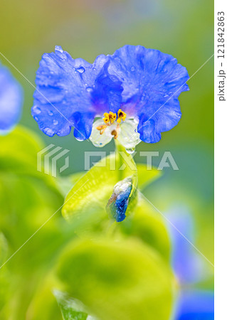 家の周りの草花　四季の色々　梅雨空を彩どるアオバナ　美しく可憐なツユクサ 121842863