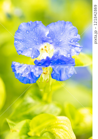 家の周りの草花　四季の色々　梅雨空を彩どるアオバナ　美しく可憐なツユクサ 121842869