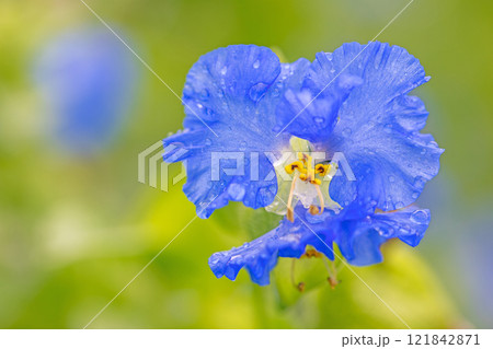 家の周りの草花　四季の色々　梅雨空を彩どるアオバナ　美しく可憐なツユクサ 121842871