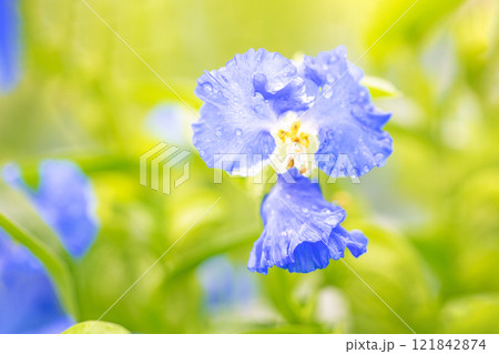 家の周りの草花 四季の色々 梅雨空を彩どるアオバナ 美しく可憐なツユクサ 家の周りの草花 四季の色々 梅雨空を彩どるアオバナ 美しく可憐なツユクサ 121842874
