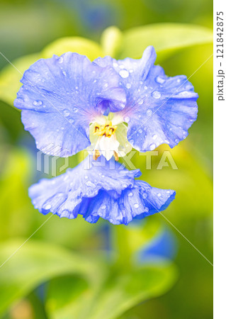 家の周りの草花　四季の色々　梅雨空を彩どるアオバナ　美しく可憐なツユクサ 121842875