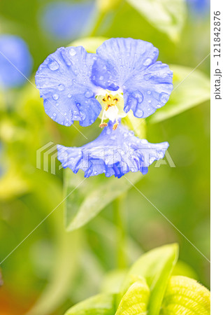 家の周りの草花　四季の色々　梅雨空を彩どるアオバナ　美しく可憐なツユクサ 121842876