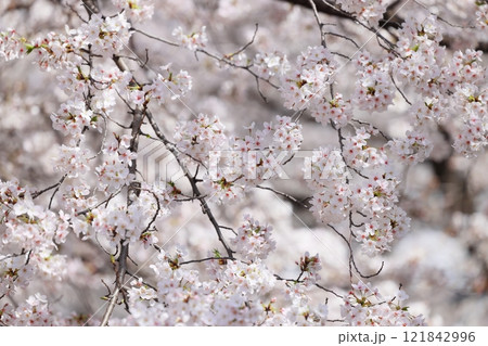 春の訪れを告げる満開の桜 春の訪れを告げる満開の桜 121842996