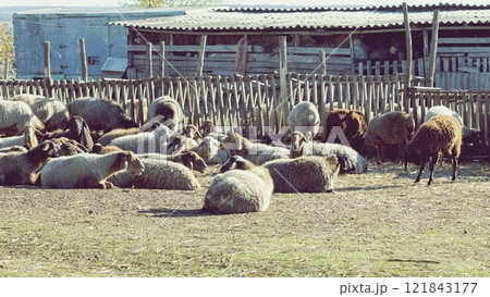 Sheep on the farm. Animal on the farm. Flock of sheep in the village. 121843177