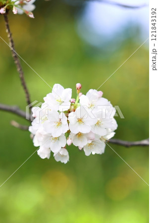 咲き始めた桜 咲き始めた桜 121843192